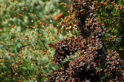 monarch butterfly migration 4 Fenomena Alam yang Menakjubkan