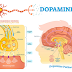  Dopamine 