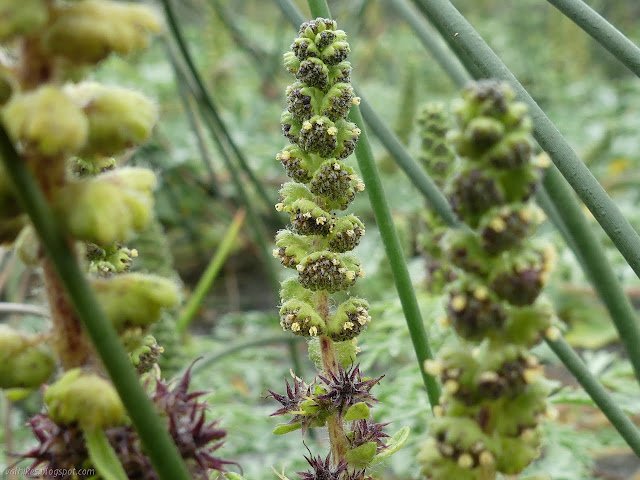 shoots of flowers