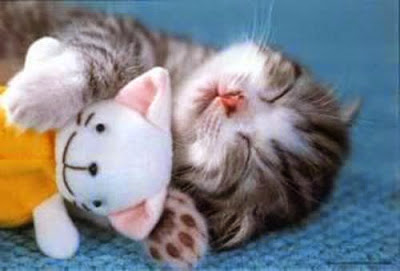 Cats Pics | With Funn