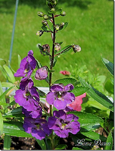 Angelonia_Angelface_Blue