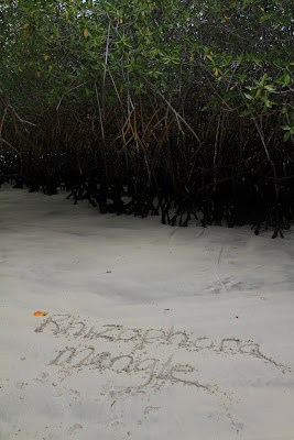 Rhizophora mangle - Red Mangrove, Galapagos