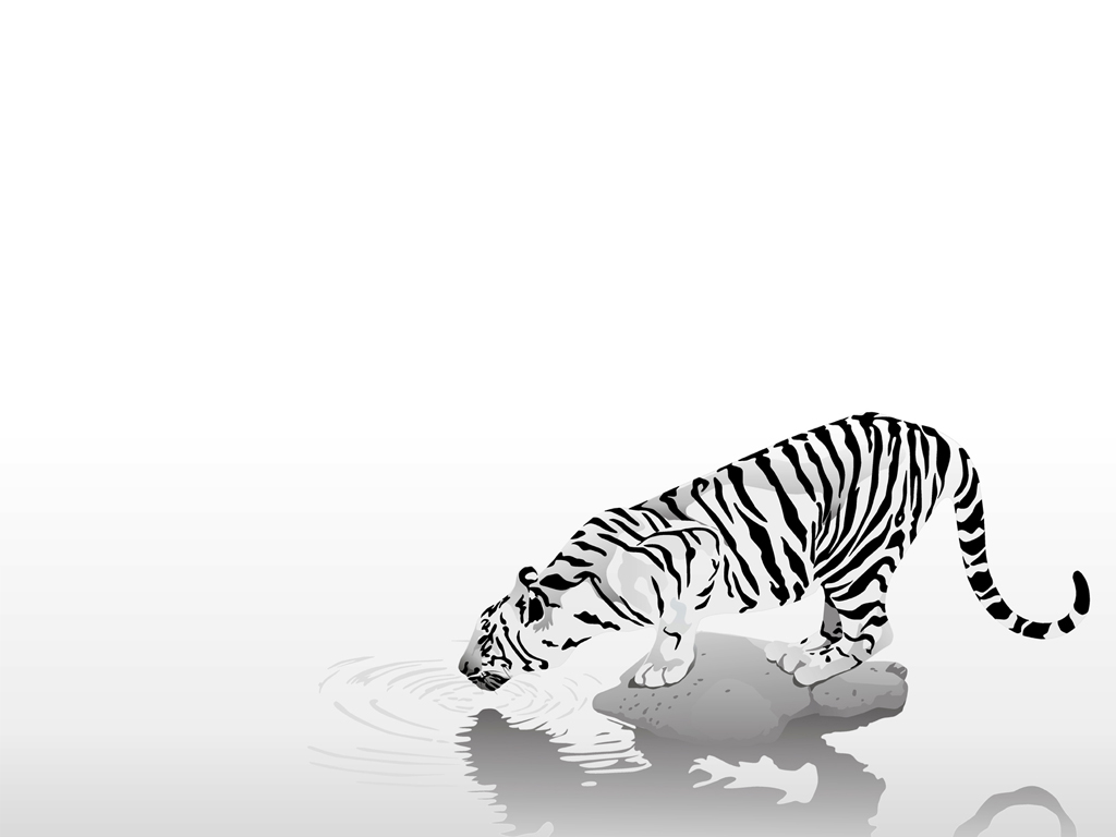 White Tiger drinking water