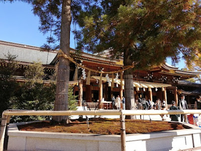 寒川神社 御神木