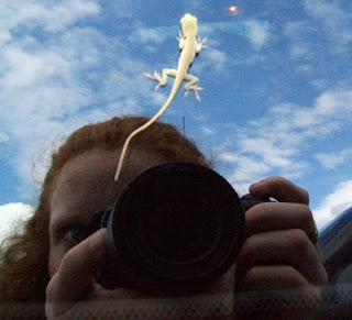 gecko photograph
