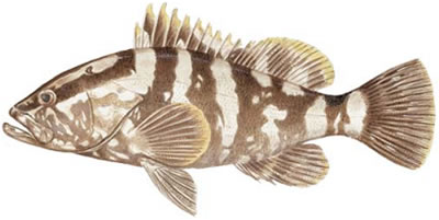 Nassau Grouper (Epinephelus striatus)