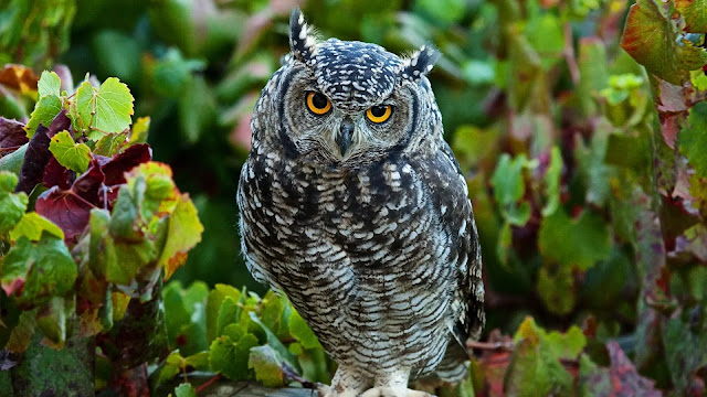 Owl