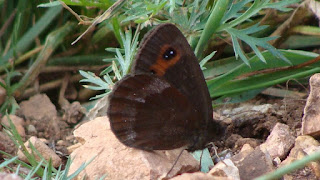 Erebia aethiops DSC61657