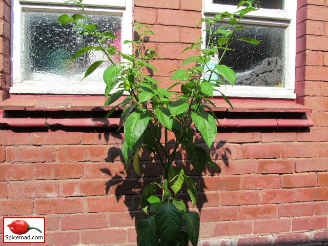 Peach Habanero - 9th August 2020