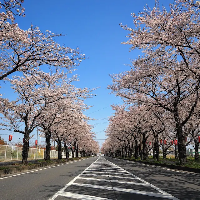 清久さくら通り　桜