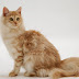 Angora Cat Wallpapers