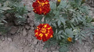 African marigold flower picture