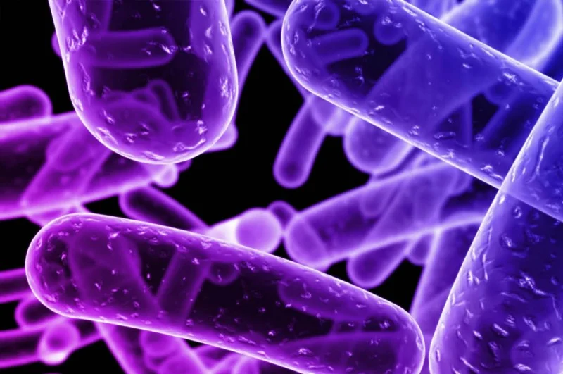 ¿Qué partes del cuerpo humano conviven con más bacterias?