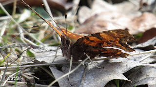 Polygonia c-album hutchinsoni form IMG0179