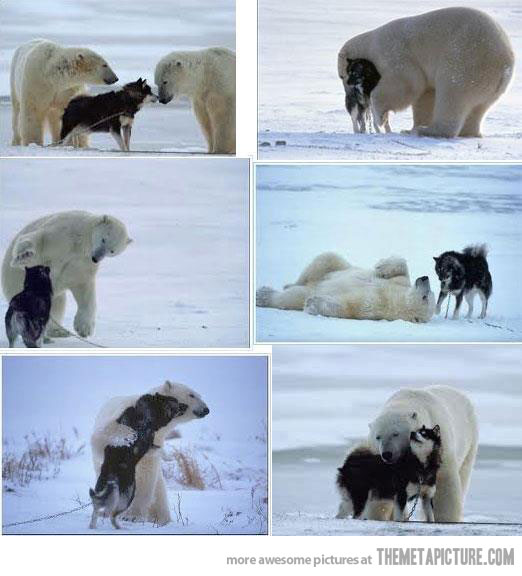 polar bear and husky playing