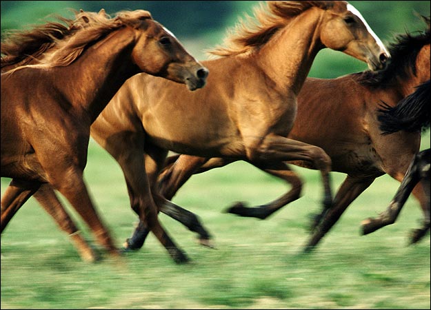 horse picture رحلة إلى عالم الخيول مُنذ ولادتها ’’ بالصور ‘‘