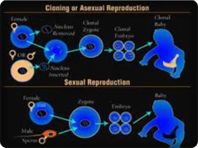 Reproduksi Aseksual pada Manusia: Menjelajahi Proses dan Mekanisme