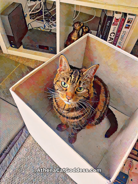 tabby cat sitting in a drawer