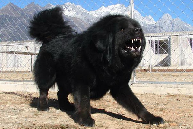 tibetan mastiff