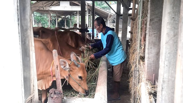 Bantuan dari Bukit Asam (PTBA) Tingkatkan Penghasilan Petani di Lampung