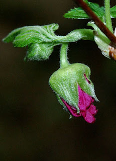 Flowers in British Columbia, Canada