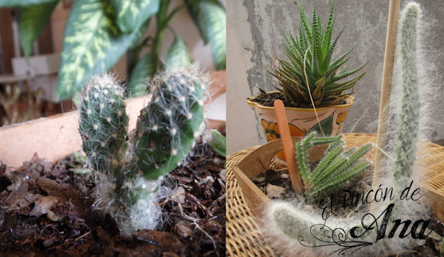 Mis cactus y suculentas