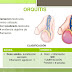 CORONAVIRUS: POR LA CUARENTENA, CRECEN LAS CONSULTAS POR ORQUITIS EN LA CIUDAD, EL ENEMIGO OCULTO.