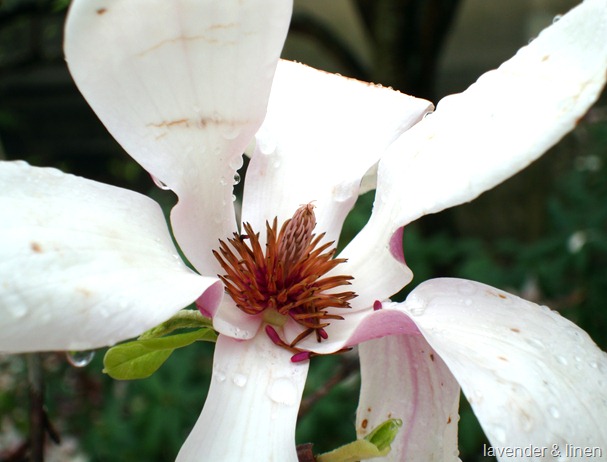 spring pictures in the neighborhood 025-1