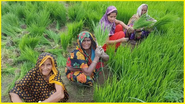Modi Government Again Cheated Farmers On Question Of MSP Chhattisgarh News