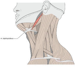 İnsan boynu anatomik yapısı