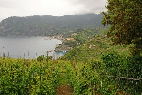 Vineyards In Italy. Terraced vineyards above