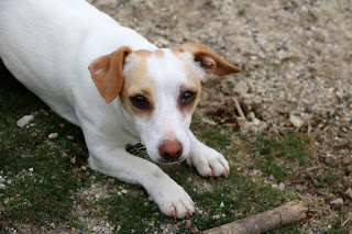 Thelma's eye is fine when she's playing with a stick