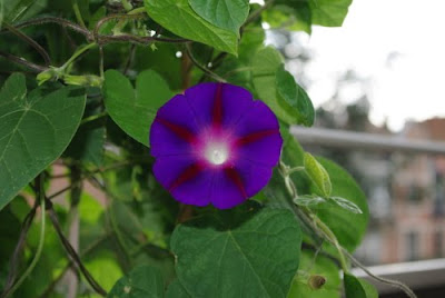 Ipomoea purpurea