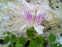 Cappero (Capparis s.)