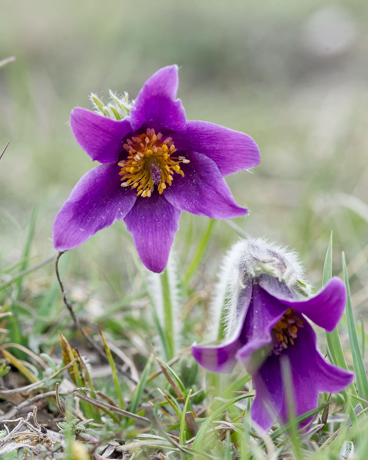 Pasque Flower