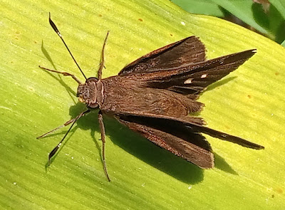 Pardita oscura (Conga chydaea)