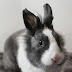 Black rabbit (kala khargosh) kya hai?