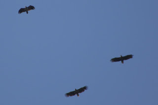 Immature White-tailed Eagles