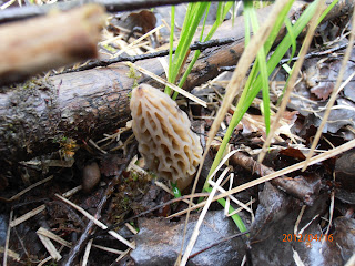 Young clear morel, Morchella elata, which grows during cool, wet and sunless