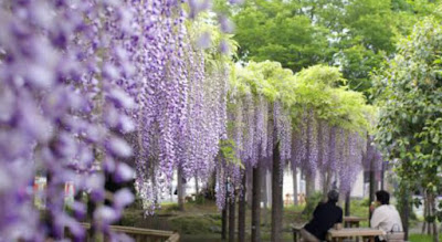 Glicínia em Shizuoka