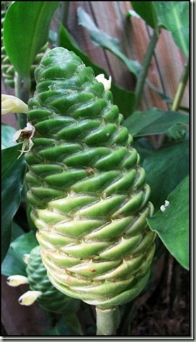 pinecone ginger