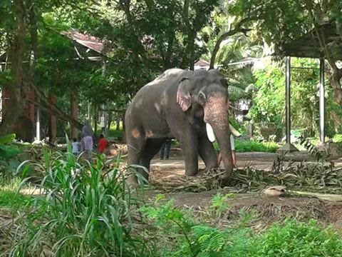 Elephants in Punnathoor Kotta