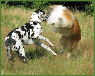 a collie dog playing with a dalmating dog 