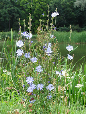 Cichorium intybus