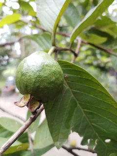 Guava