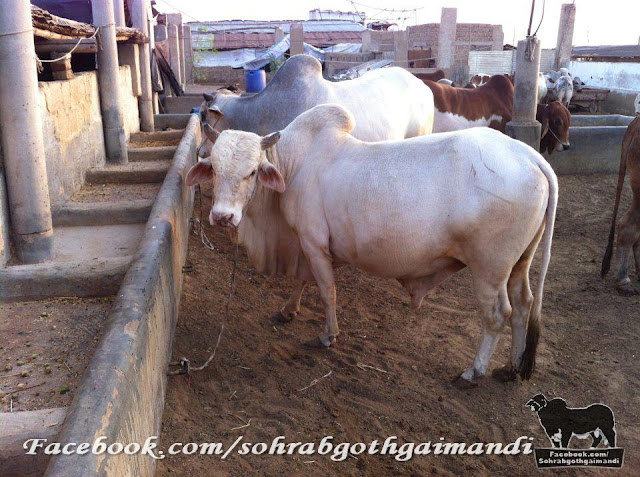Jawaid Cattle Farm 2013