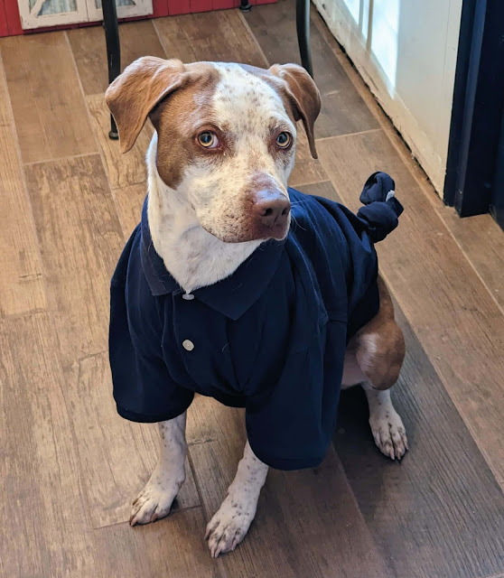Dogs wearing clothes