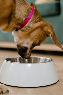 Balancing Treats and Health: The Role of Low Calorie Treats for Dogs