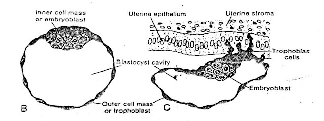 What is Implantation