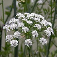 Hemlock Water-Dropwort